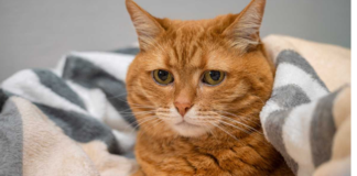 The world’s saddest cat adopted by a couple, after an hour, begins to change in appearances