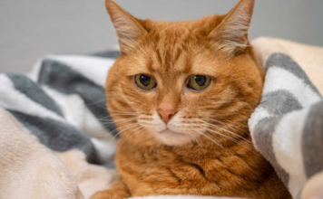 The world’s saddest cat adopted by a couple, after an hour, begins to change in appearances