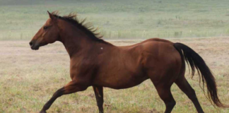 Dancing in the Rain: A Horse’s Journey of Learning and Joy