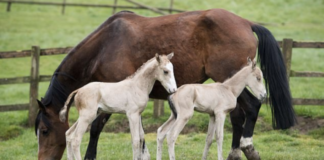 1 Extraordinary Miracle: Horse Defies One Million to One Odds with Identical Twins Birth!