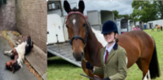 AFTER BEING “LEFT TO DIE,” THE HORSE IS NOW A CHAMPION SHOW HORSE