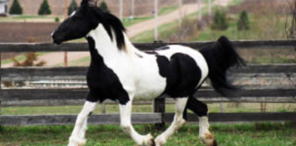 The Timeless Elegance of the Arabian Horses