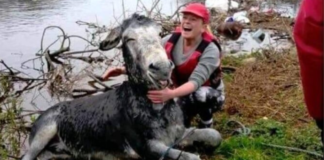 The Heartwarming Smile of a Rescued Donkey