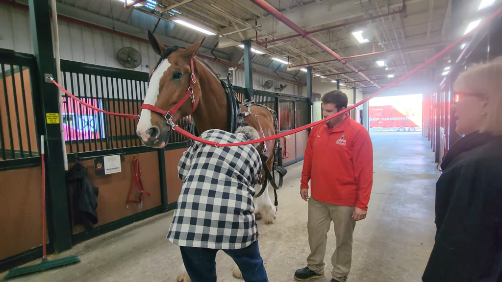 The Grand Expedition: Training a Powerful Horse for the Racing Arena 1 1 image 104