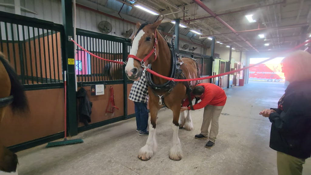 The Grand Expedition: Training a Powerful Horse for the Racing Arena 1 2 The Grand Horse Training