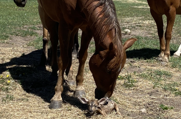 Horses caring for a baby deer