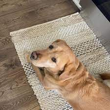 Cooking With Canine Companions: A Culinary Incredible Adventure Story! 1 Canine