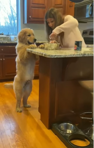 Cooking With Canine Companions: A Culinary Incredible Adventure Story! 2 image 115
