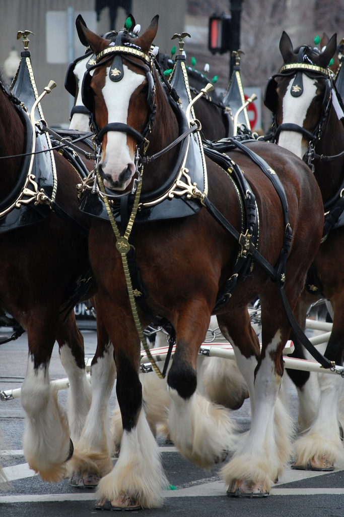 The Legendary Journey of the Budweiser Clydesdales A Story of Strength