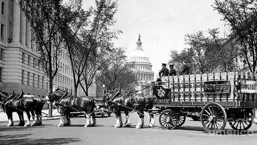 Clydesdales 