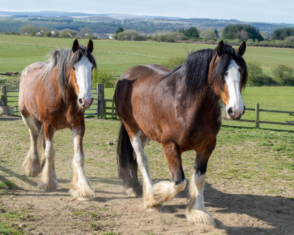 Versatile Marvels: Discovering the Many Talents of Clydesdale Horses 1 horses