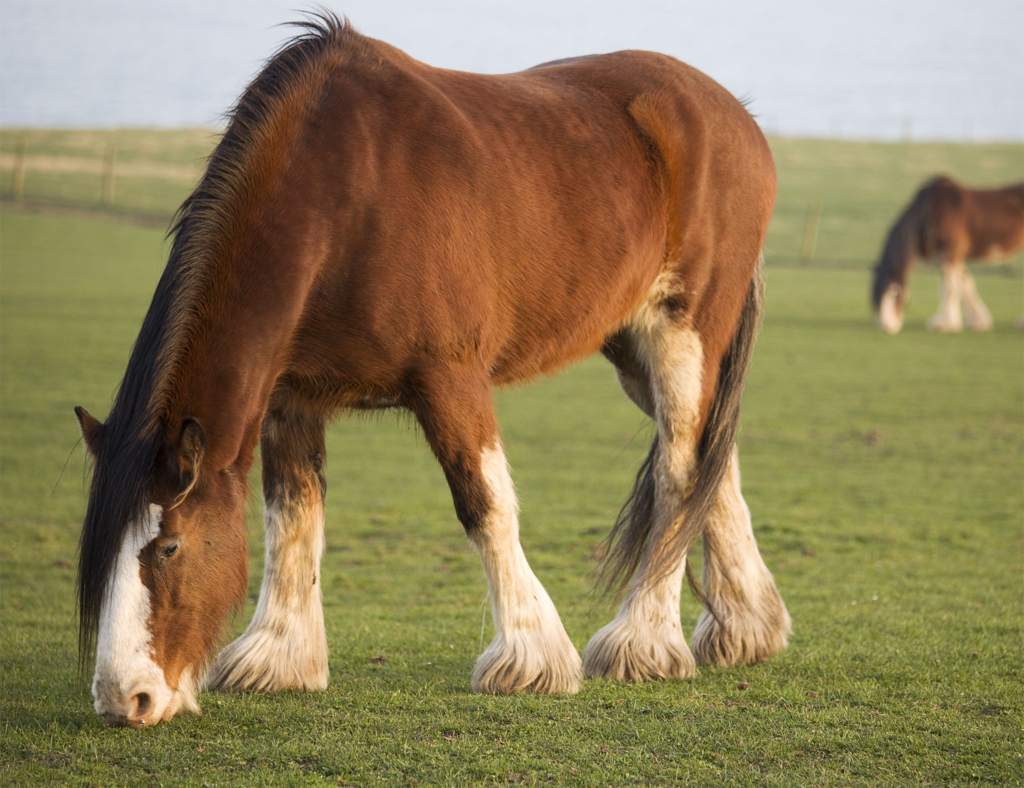 Versatile Marvels: Discovering the Many Talents of Clydesdale Horses 2 image 145