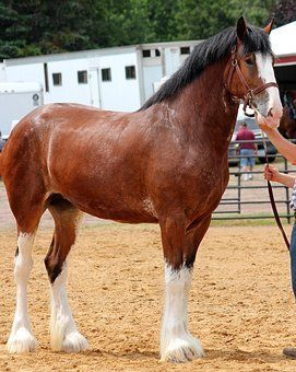 Versatile Marvels: Discovering the Many Talents of Clydesdale Horses 3 image 146