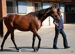 The Journey of a Colt Horse: From Tiny Hooves to Majestic Strides 1 image 147