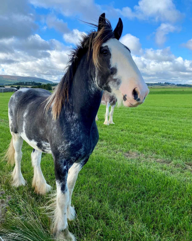 The Journey of a Colt Horse: From Tiny Hooves to Majestic Strides 2 image 148