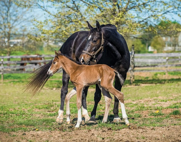 The Journey of a Colt Horse: From Tiny Hooves to Majestic Strides 3 image 149