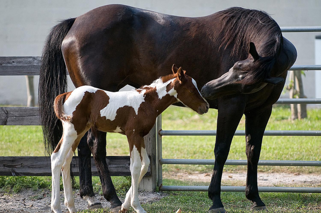 The Journey of a Colt Horse: From Tiny Hooves to Majestic Strides 4 image 150