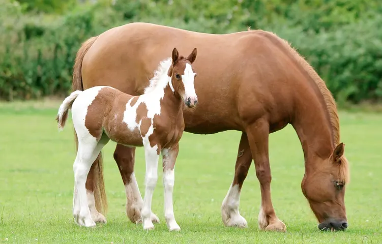 The Journey of a Colt Horse: From Tiny Hooves to Majestic Strides 5 image 151