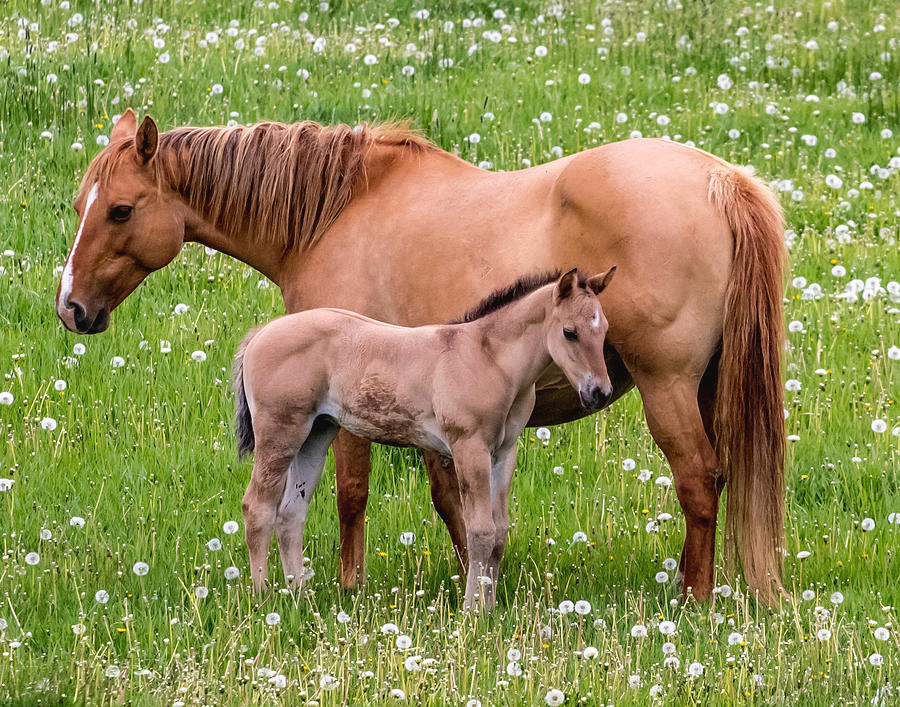 The Journey of a Colt Horse: From Tiny Hooves to Majestic Strides 6 COLT