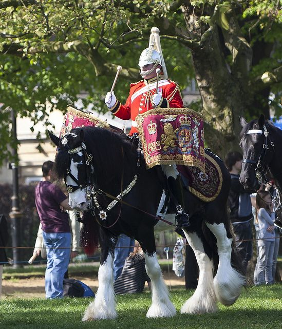 Rescued Drum Horse Digger: Remarkable Royal Story 2 image 154