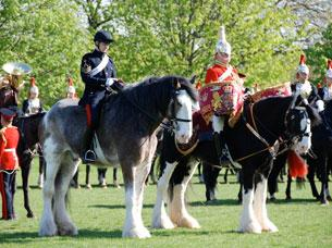 Rescued Drum Horse Digger: Remarkable Royal Story 3 image 155