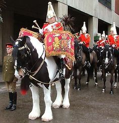 Rescued Drum Horse Digger: Remarkable Royal Story 1 Horse
