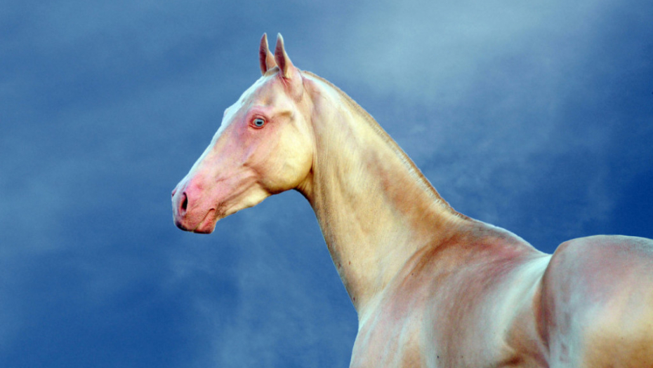 The story of the Akhal-Teke horse