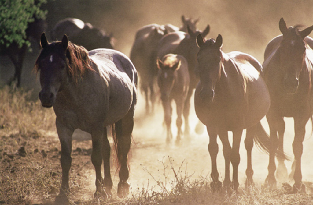 wild west
