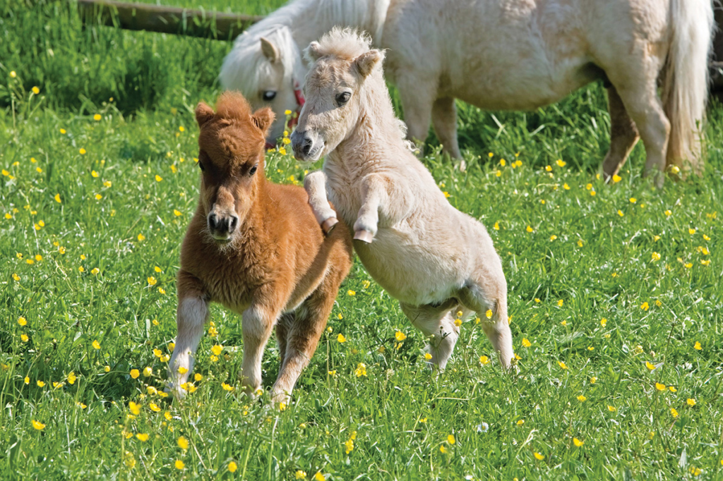 Falabella – Small Horses with Big Hearts: A Tale of Tiny Equine Wonder 1 Falabella