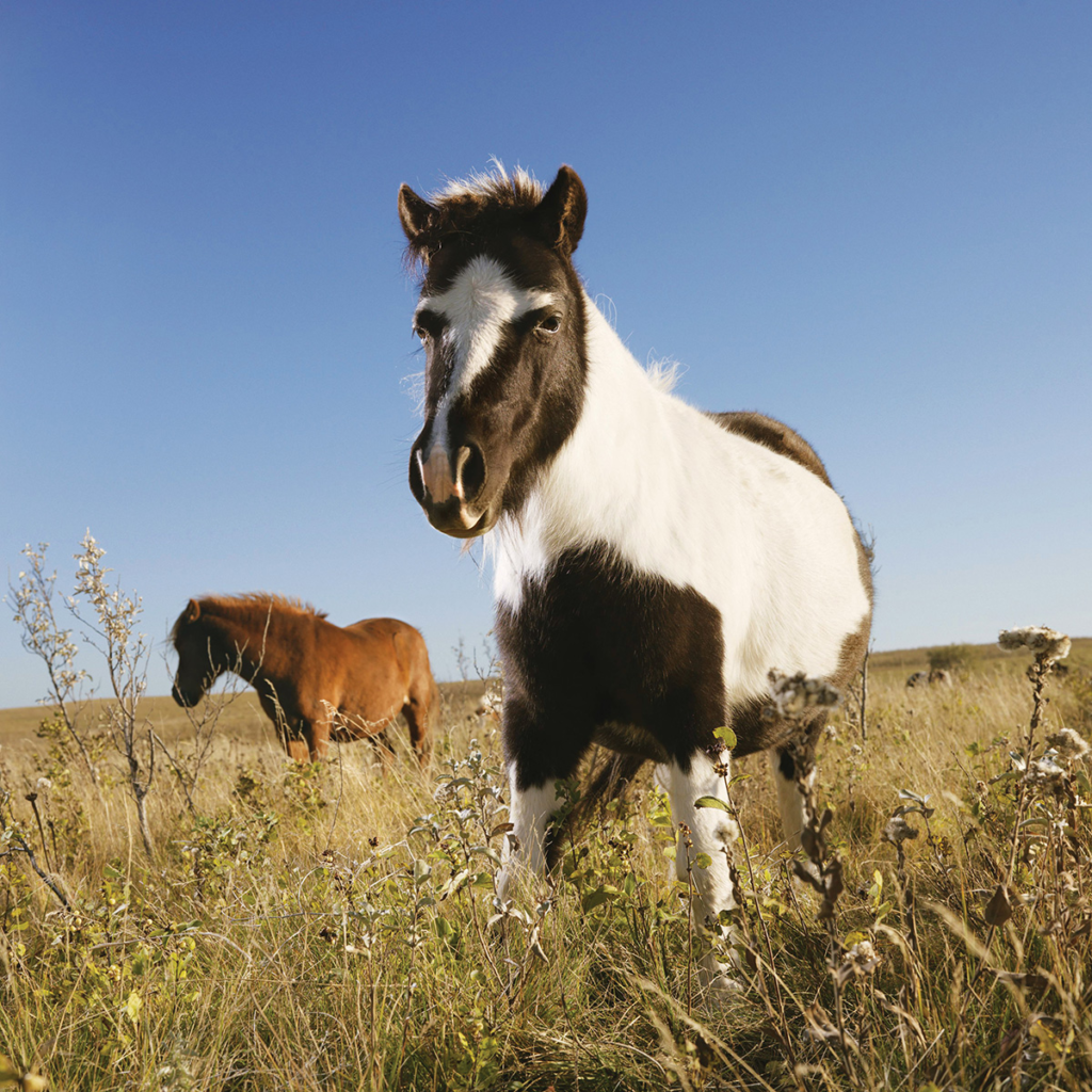 Falabella – Small Horses with Big Hearts: A Tale of Tiny Equine Wonder 2 image 168