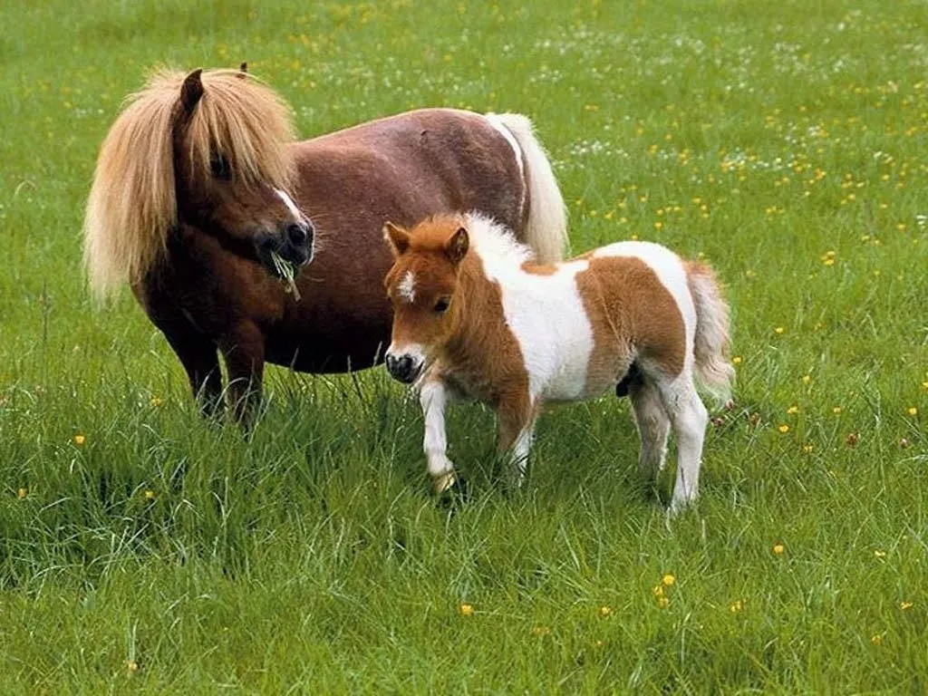 Falabella – Small Horses with Big Hearts: A Tale of Tiny Equine Wonder 3 image 169