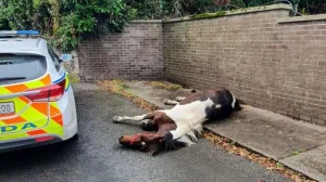 AFTER BEING "LEFT TO DIE," THE HORSE IS NOW A CHAMPION SHOW HORSE 2 image 22
