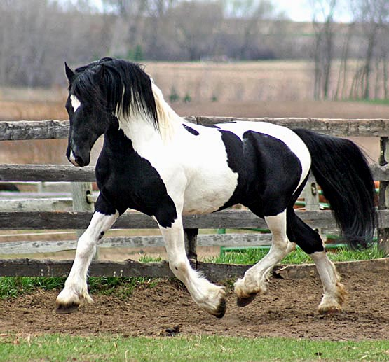 arabian