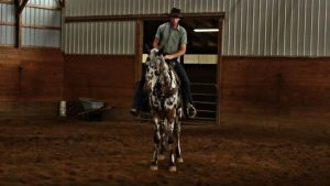 Stunning Knabstrupper Horse: Prepare to be Captivated by its Exquisite Beauty 2 image 52