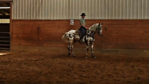 Stunning Knabstrupper Horse: Prepare to be Captivated by its Exquisite Beauty 3 image 53