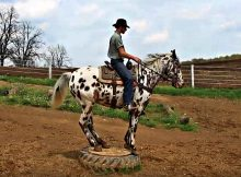 Stunning Knabstrupper Horse: Prepare to be Captivated by its Exquisite Beauty 1 KNABSTRUPPER