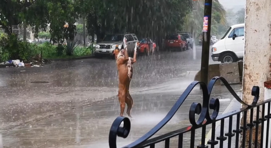Heartwarming Video of Dancing Dog in the Rain Spreads Joy Across the Internet 1 image 55