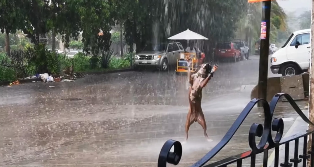 Heartwarming Video of Dancing Dog in the Rain Spreads Joy Across the Internet 2 image 56