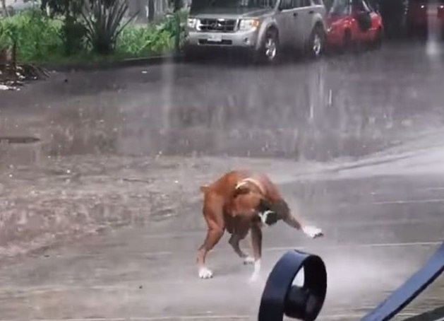 Heartwarming Video of Dancing Dog in the Rain Spreads Joy Across the Internet 3 image 57