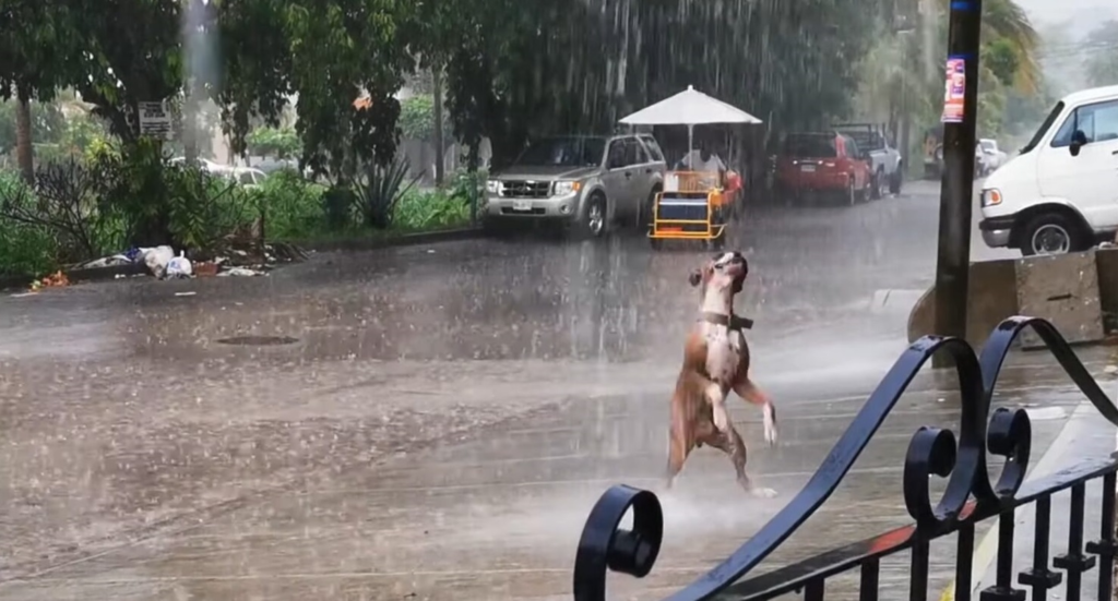 Heartwarming Video of Dancing Dog in the Rain Spreads Joy Across the Internet 4 Rain