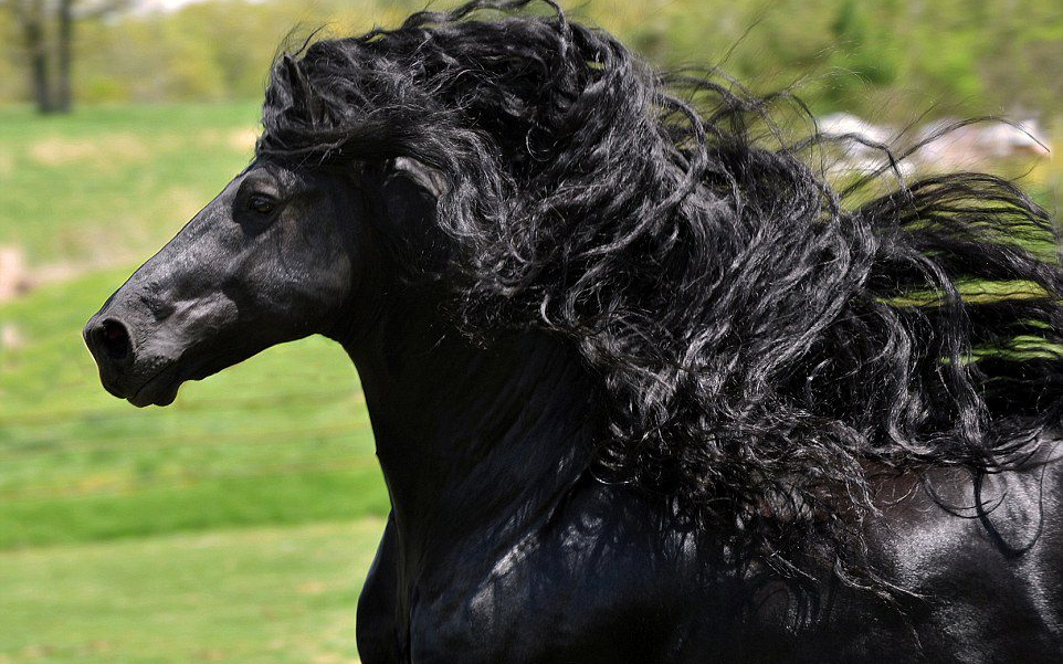 horse 