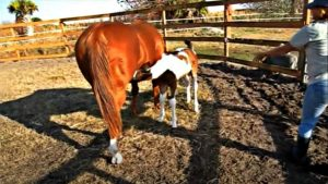 Enchanting Paint Foal's Hilarious Water Encounter: A Must-See Moment Filled with Joy 1 Foal