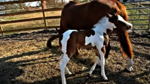 Enchanting Paint Foal's Hilarious Water Encounter: A Must-See Moment Filled with Joy 2 image 73