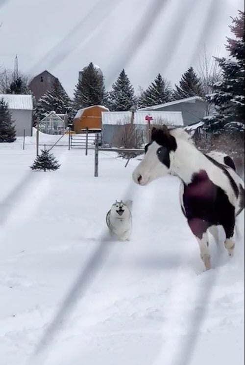 Husky