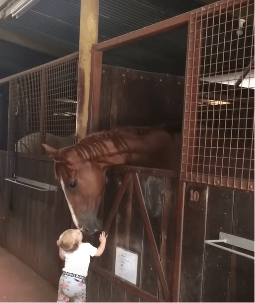 Heartwarming Daily Ritual: Child's Morning Greetings Melt Horse Hearts 1 CHILD