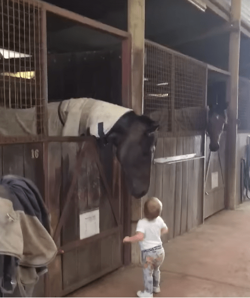 Heartwarming Daily Ritual: Child's Morning Greetings Melt Horse Hearts 2 image 86