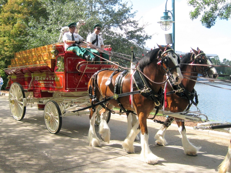 Clydesdales 