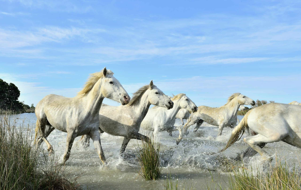 Camargue Horses