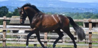 King Leatherdale SHS: A Triumph in British Dressage Excellence