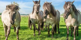 Polish Konik: The Timeless Resilience and Rich Heritage of a Primal Breed